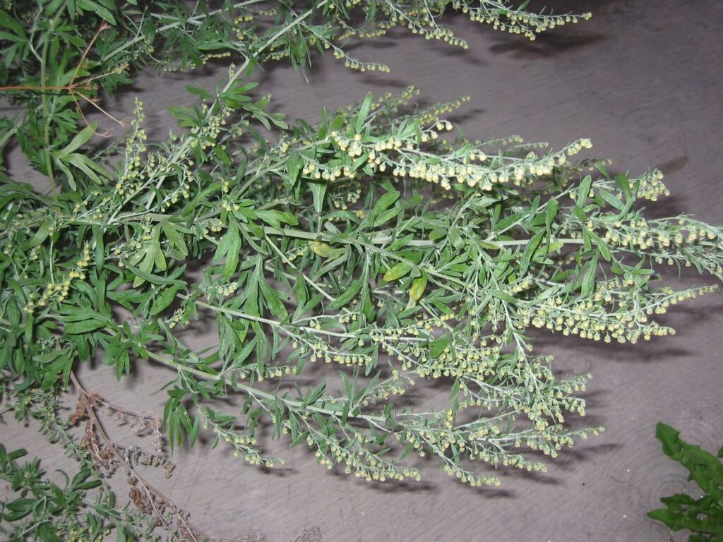 Repulsive effect of Artemisia - La Maison de l'Artemisia - This plant can  save millions of lives