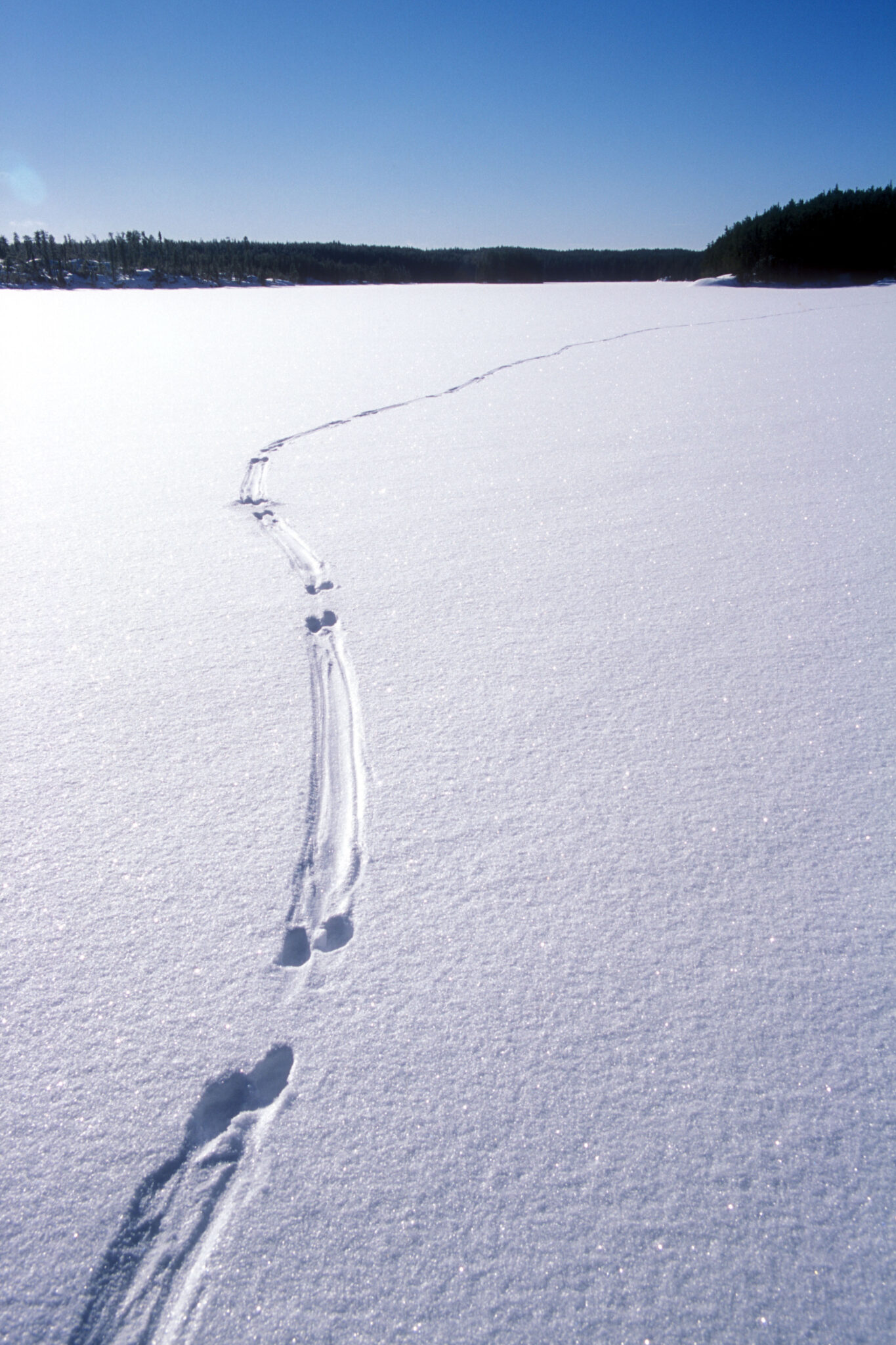 5 Animal Track Patterns to Spot This Winter - Pimachiowin Aki