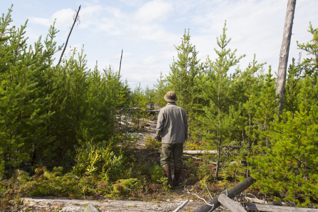 Trees as old as time: Using tree resin to reconstruct million-year old  ecosystems