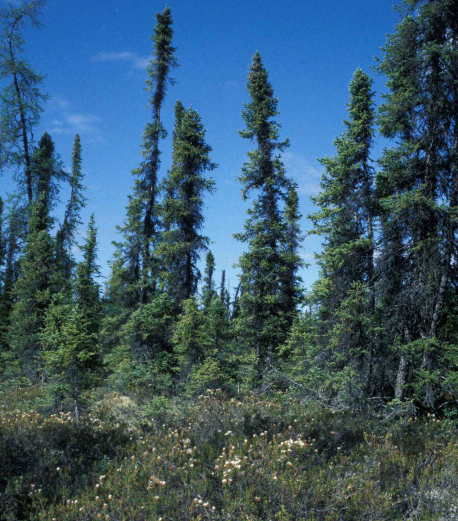 6 Boreal Trees to Identify and Respect This Summer - Pimachiowin Aki