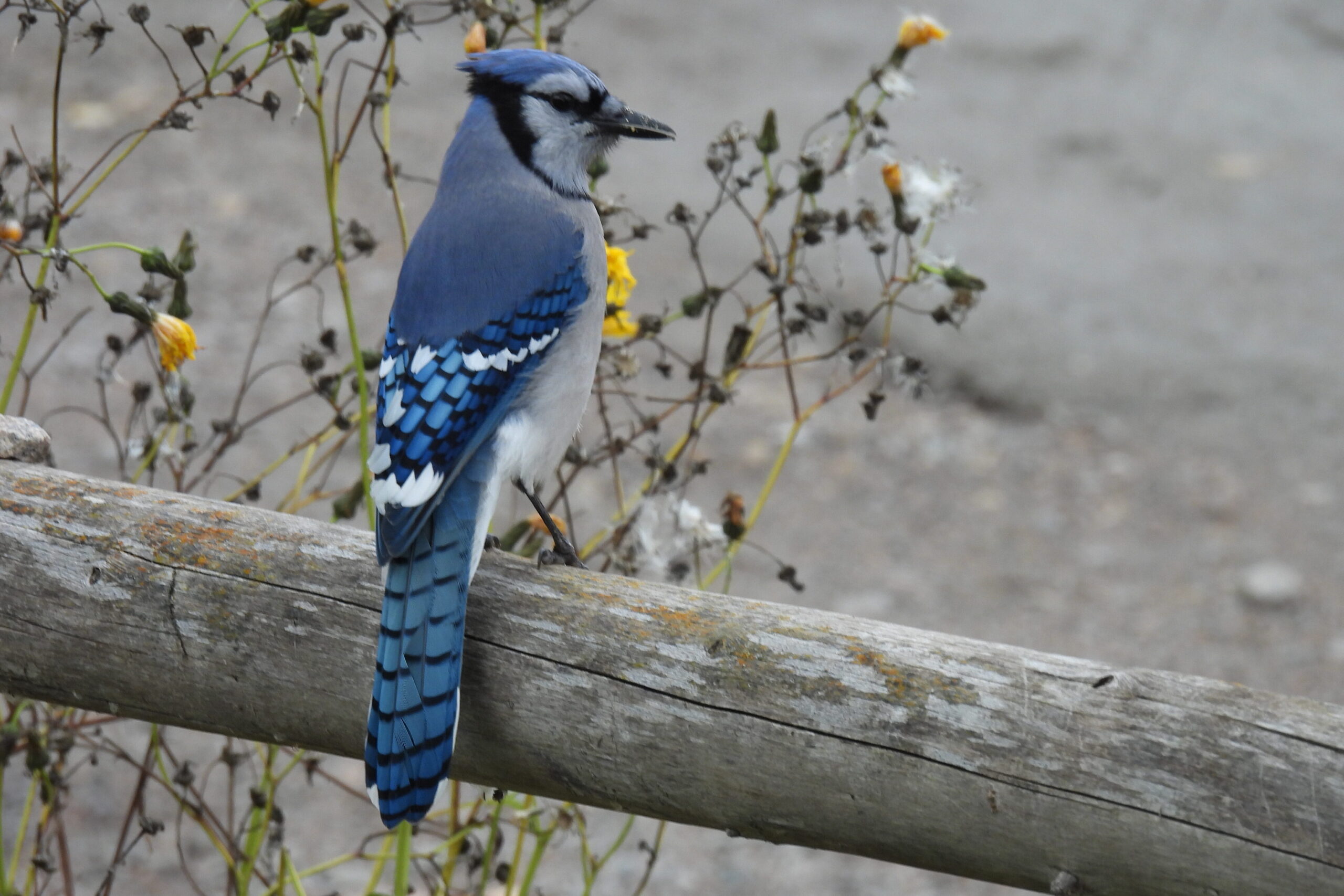 Pink Blue Jay in Canada?