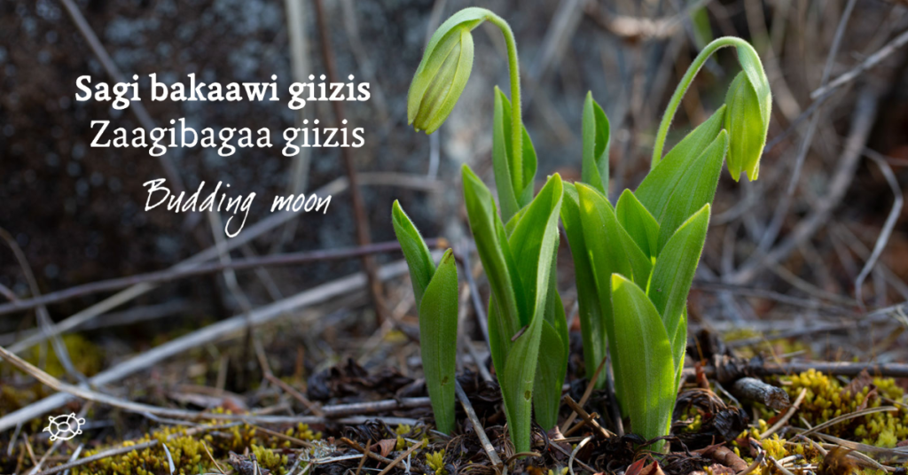 The Lunar Calendar, Explained Pimachiowin Aki