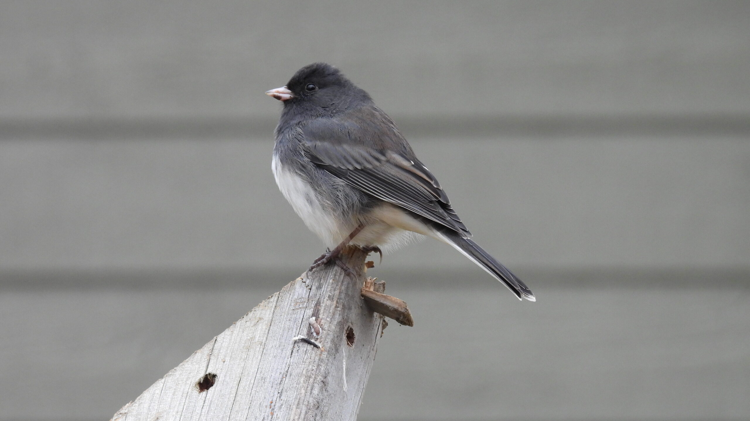 Junco in Pimachiowin Aki