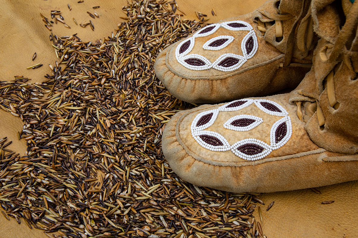 How to Harvest Manoomin (Wild Rice) Pimachiowin Aki