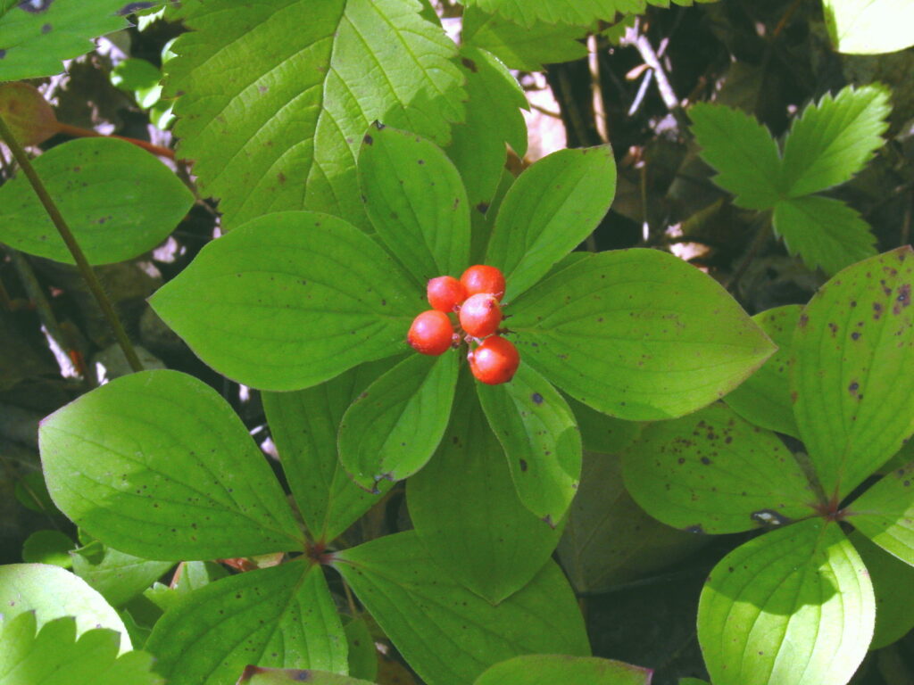 Plants Archives - Pimachiowin Aki