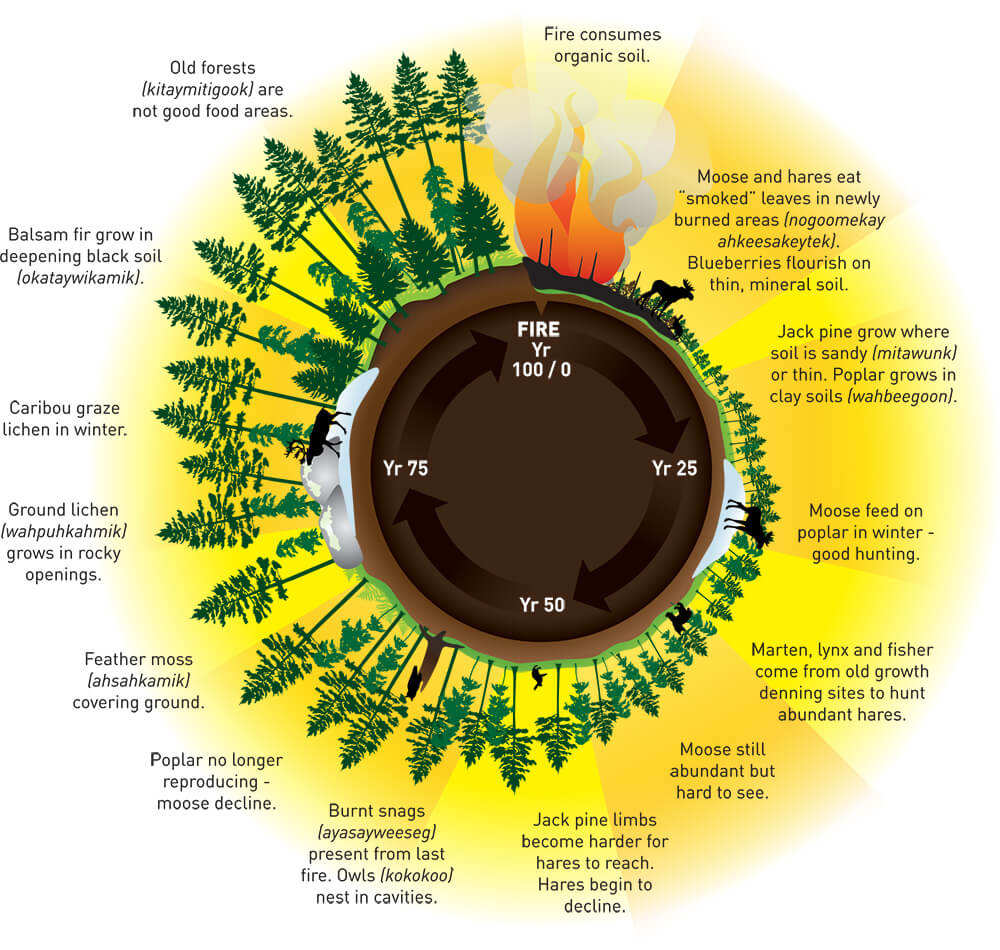 infographic denting 100 years of resources following a wildfire